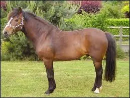 Quelle est la race de la photo ?