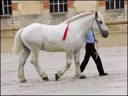 Quelle est la race de la photo ?