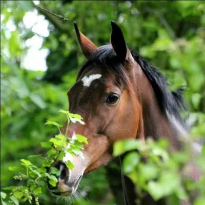 Quelle est la race de la photo ?