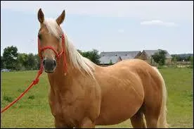 Quelle est la race de la photo ?