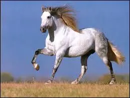 Quelle est la race de la photo ?