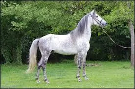 Quelle est la race de la photo ?