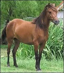 Quelle est la race de la photo ?