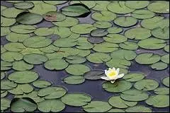 Cette question mettra en oeuvre votre logique et votre réflexion alors réfléchissez ! 
Si un nénuphar double de surface chaque jour et que au bout de 100 jours il recouvre son étang entier, en combien de jours aura-t-il recouvert la moitié de son étang..... ?