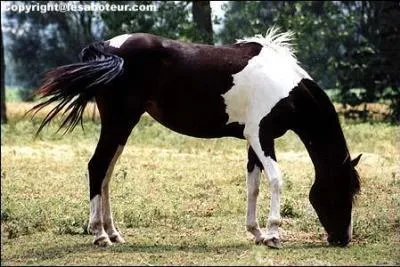 Quelle est la robe de cette photo ?