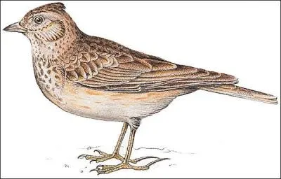 L'interprète de la chanson suggérée par la photo est :