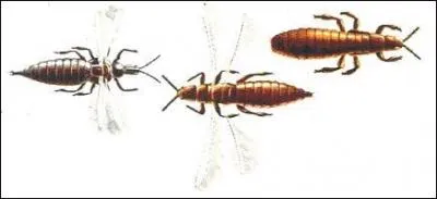 Les "tysanoptères" rassemblent la famille des trips : pourquoi ce patronyme ?