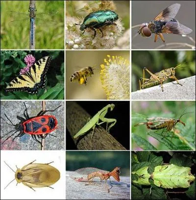 Après avoir répondu à la moitié de la question initiale, celle-ci reste en tiers : les ptérygotes (insectes ailés) ayant 350 millions d'années, a-t-on l'âge de ces aptères ?