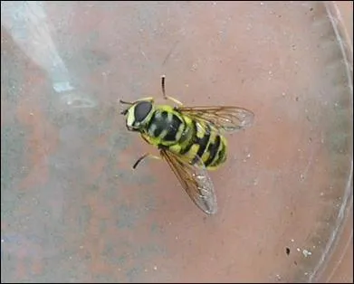 "Je suis une mouche, posée sur ta bouche". Ce sont les moustiques, taons, syrphes, etc. Mais quelle mouche nous pique : les ...