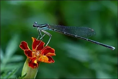 Les libellules appartiennent à un ordre ancien dont la plupart n'existent que sous la forme fossile : sous quel nom ?