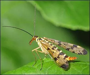 Ceux-ci ont le corps très allongé : comme la panorpe ou mouche scorpion, ce sont les ... (complétez ! )