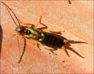 Les perce-oreilles ou forficules font partie de la famille des dermaptères : pourquoi ce nom ?