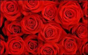 Qui a sorti un album intitulé ''Des roses et des orties'' ?