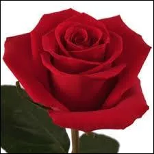 Qui interprète ''The Rose'' dans le film éponyme ?