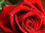 Quiz Chansons : La rose (2)