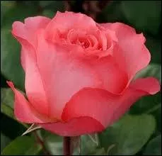 Quelle chanteuse a repris ''La Vie en rose'' le soir du 13 / 11 / 15 en hommage aux victimes à Paris ?