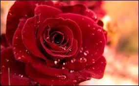 Françoise Hardy avait chanté ''Mon amie la rose'' . Quelle chanteuse portant le nom d'un massif africain en a fait une reprise ?