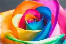 Gérard Lenorman : ''On a volé la rose, la fleur de Brocéliande, la rose de la légende, on a volé la rose notre meilleure amie''... Quel est le nom de la forêt de Brocéliande ?