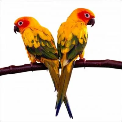 Marche vite et à petits pas :