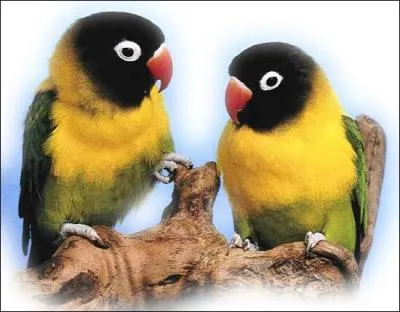 Occuper la place d'honneur :