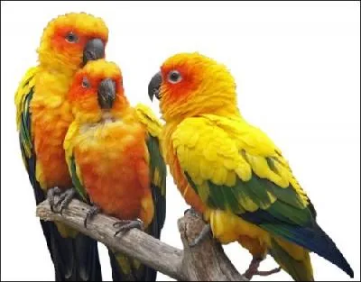 Personne qui aime faire du troc :