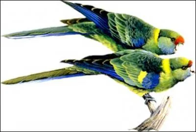 Marcher à petits pas rapides :