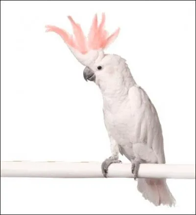 Physiologie, médecine. Relatif à la nutrition des organes et des tissus :