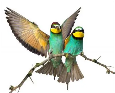 Jardinage. Ensemble de fleurs ou de fruits joints ensemble sur une même branche et composant une espèce de bouquet :