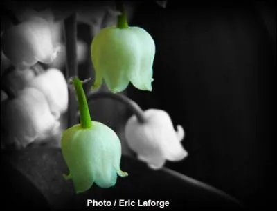 Cette fleur est-elle toxique ?