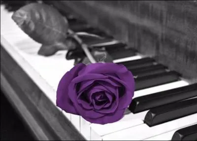 Qui chantait "L'important c'est la rose" ?