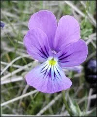 Cette fleur se déguste en bonbon. De quelle ville cette friandise fait-elle la fierté ?