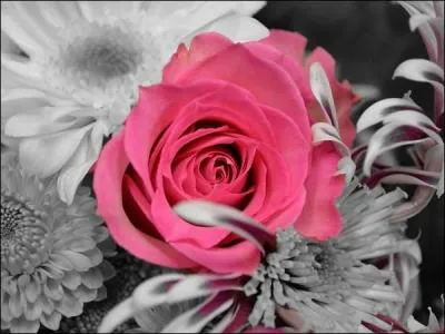 A qui Ronsard dédiait-il le poème "Mignonne allons voir si la rose" ?