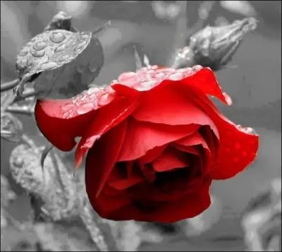 Mais à qui parlait-il en disant "Cueillons dès aujourd'hui les roses de la vie " ?