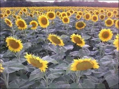 Quel créateur de BD a donné le nom de cette fleur à l'un de ses personnages ?