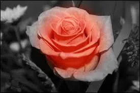 Qui a écrit "Le roman de la Rose ?