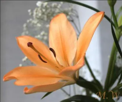 Quelle fleur est "la fleur royale" ?