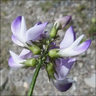 Seules vos connaissances en botanique pourront vous aider : quel roman vous inspire cette image ? Si vous ne savez pas, c'est que vous êtes tombés sur un os !
