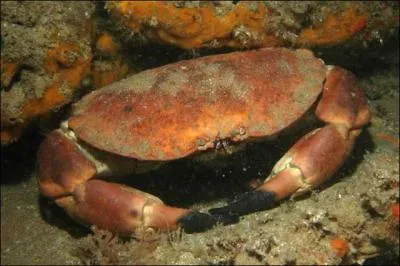 Des crabes du genre Cancer sont appelés...