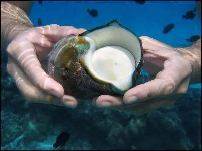 La burgaudine est une belle nacre que donnent les coquilles d'un mollusque des Antilles.Comment appelle-t-on ces coquilles univalves ?