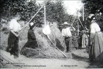 Sous le soleil ardent, les paysans battaient le blé avec...