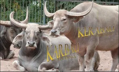 Ces buffles domestiques de Malaisie, aux cornes longues et très écartées sont...