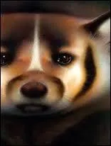 Dans "Minuit" (premier tome du cycle 2) quel chat vient parler à Plume de Jais (ou "Nuage Noir") dans ses rêves pour lui dire de se rendre "là où le soleil sombre dans l'eau" ?