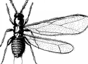Quiz Les insectes sont nos amis, il faut les aimer aussi !