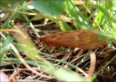 Proches des papillons et des mites, l'ordre des trichoptères est adapté à la vie en eau douce à l'état larvaire. Mais pourquoi "tricho" ?
