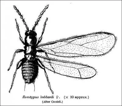 Voici un représentant de la classe des zoraptères : que signifie ce nom ?