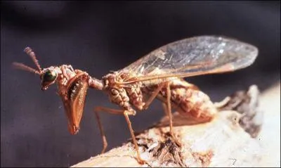 Avec sa tronche en biais, le mignon petit mantispe que vous observez de vos yeux ébahis est un neuroptère : qu'est-ce à dire ?