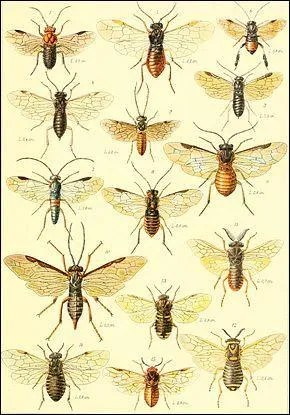 Les hyménoptères (du grec "hymen" > membrane) représentent un des deux ordres d'insectes "eusociaux" : que cache ce vocable ?