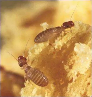 On trouve, parmi les psocoptères (du grec "broyer, émietter"), les "poux du livre" et autres "psoques devins" : depuis quand sont-ils sur terre ?