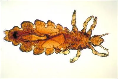 Dans la famille des phthirapères, je voudrais le "pediculus humanus" ! Vous piochez ?