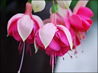 Trouvez la bonne orthographe de cette fleur !